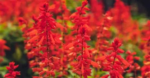 Красные цветы шалфея алого (Salvia Splendens).