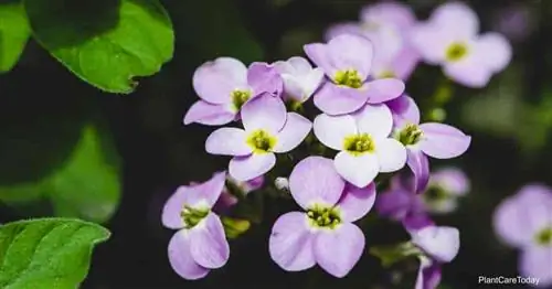 Цветущая дама-ракета (Hesperis Matronalis)