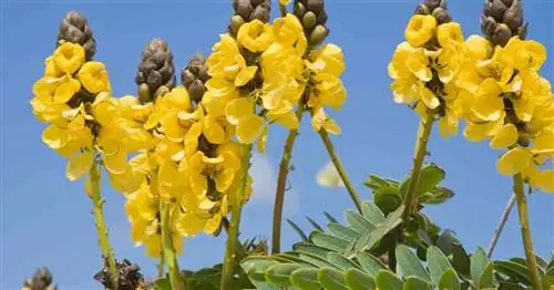 Желтые цветки кассии попкорновой (Cassia Didymobotrya)