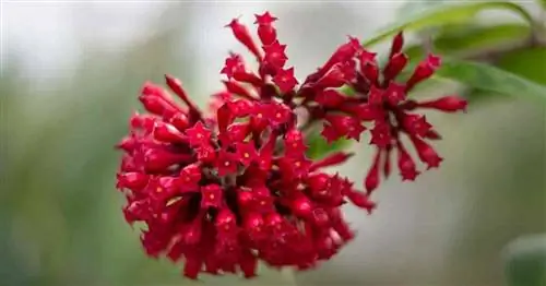 Красноцветущий Cestrum elegans