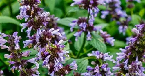 Цветущая кошачья мята Nepeta Faassenii