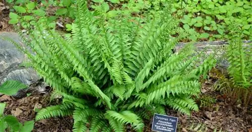 привлекательные зеленые листья рождественского папоротника (Polystichum Acrostichoides)