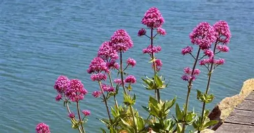 Centranthus Ruber: как выращивать и ухаживать за красной валерианой