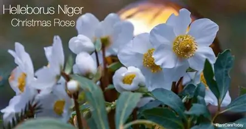 Цветущая рождественская роза (Helleborus Niger)