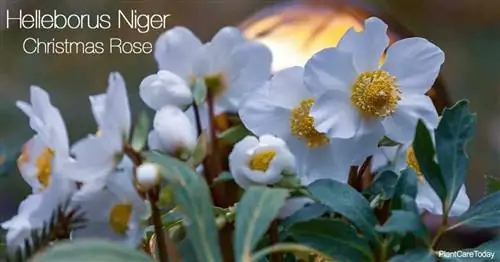 Уход за Helleborus Niger: узнайте советы по выращиванию рождественской розы