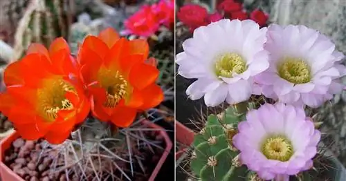 Цветение Acanthocalycium glaucum и Acanthocalycium violaceum.