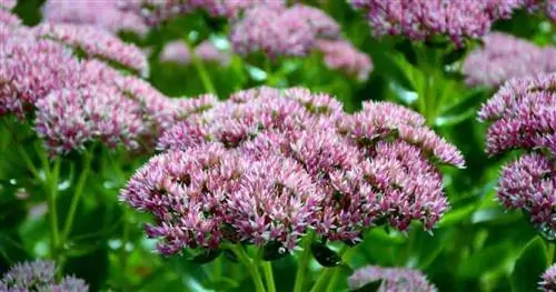 Розовый и белый цветок растения Sedum