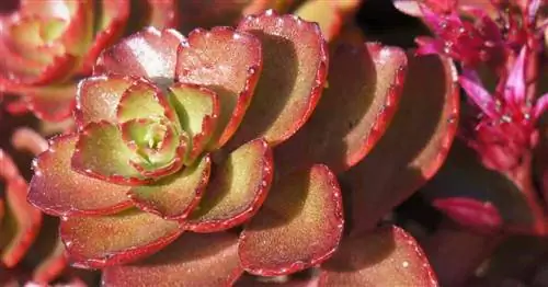 Очиток двурядный Sedum spurium 'Dragons blood'