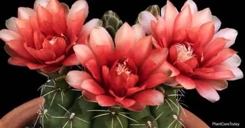 Цветущий кактус Gymnocalycium baldianum