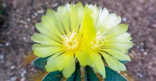 Желтые цветки кактуса Notocactus Mammulosus