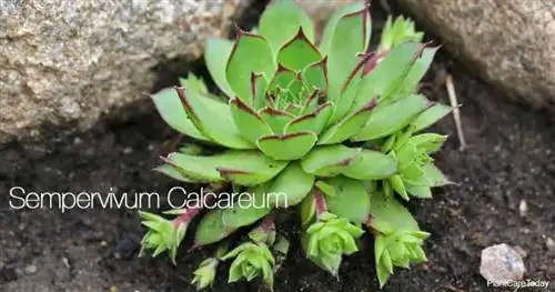 Крупным планом Sempervivum Calcareum - растение, утекшее из дома