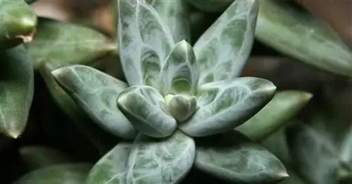 Уход за Pachyphytum Compactum: выращивание суккулента Little Jewel