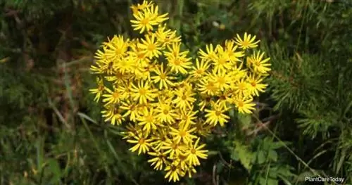 Полынь золотистая, Senecio aureus