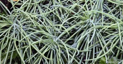 Узколистные меловые палочки (Senecio Vitalis)