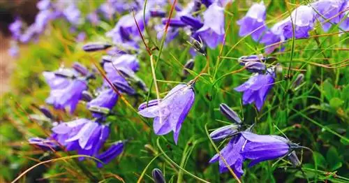 Campanula Carpatica Информация: Как вырастить карпатский колокольчик