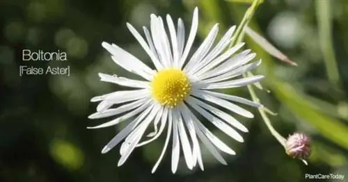 цветение Boltonia Asteroides the False Aster