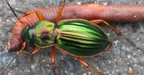 Carabus auratus - золотистый жужелица.