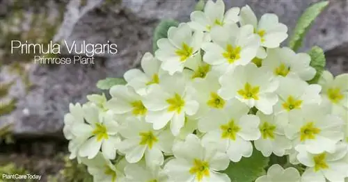 Кремово-желтые цветы Primula Vulgaris (примула).