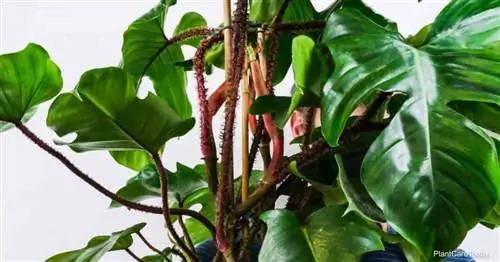 Выращивание Philodendron Squamiferum: Как ухаживать за Squamiferum Филодендрон