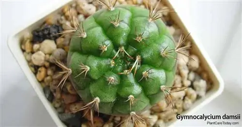 Легко выращивать и цвести кактус Gymnocalycium Damsii.