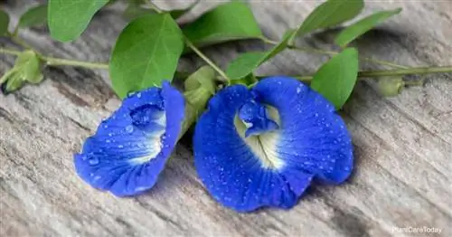 Уход за Clitoria Ternatea: выращивание гороха-бабочки