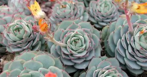 Painted Lady Succulent: Echeveria Derenbergii Выращивание и уход