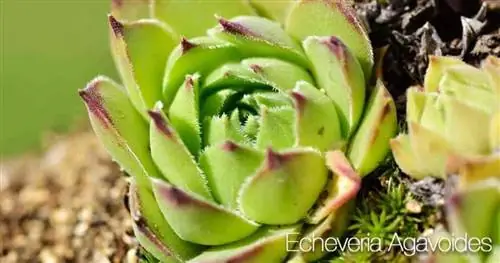 Красные края Echeveria Agavoides - Губная помада Echeveria