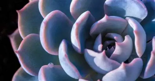 Peacockii Echeveria вблизи