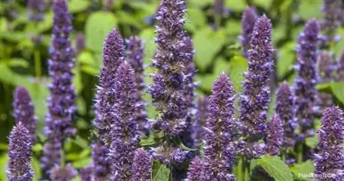 Цветущая Agastache Foeniculum - (Анисовый иссоп)