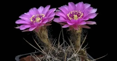 Выращивание Echinopsis mamillosa Боливийский кактус