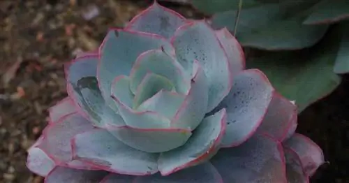 Привлекательная розетка Echeveria Cante (Эхеверия Белое Облако)