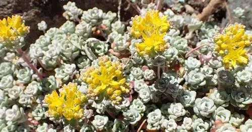 Уход за Sedum Spathulifolium: выращивание неприхотливого очитка широколистного