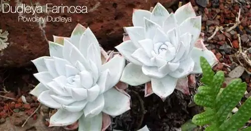 порошкообразные листья Dudleya Farinosa, также известного как салат Bluff.