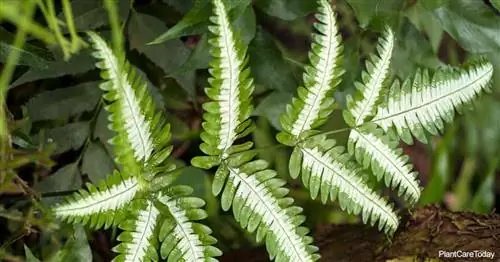 Уход за папоротником Silver Lace: узнайте, как вырастить папоротник Pteris Brake