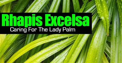 рапис-excelsa-103114