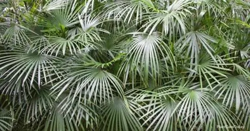 Пальма игольчатая (Rhapidophyllum Hystrix)