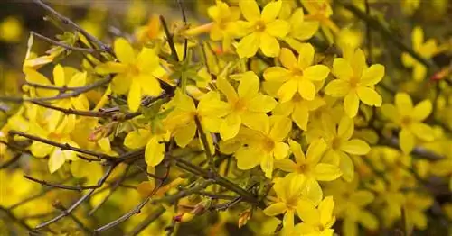 Желтые цветы зимнего жасмина (Jasminum Nudiflorum)