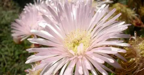 Уход за лампрантусом бландусом: выращивание ледяного растения Midday Flower