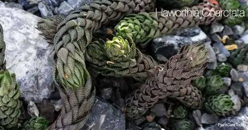 Как выращивать и ухаживать за суккулентом Haworthia Coarctata