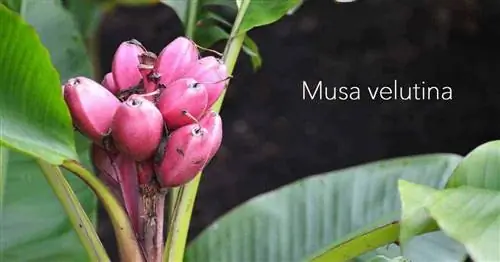 musa-velutina-11302016