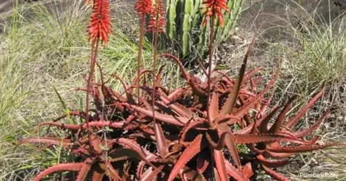 Aloe Cameroii - Красное алоэ в цветке.