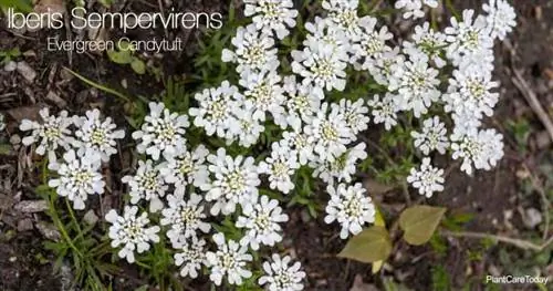 Цветущий иберис вечнозеленый Candytuft