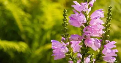 Цветущее послушное растение (Physostegia Virginiana)