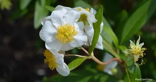 Цветение Carpenteria Californica - Анемона кустовая