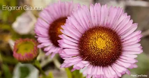 Астроподобные фиолетовые цветки маргаритки приморской (Erigeron Glaucus).