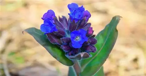 Уход за растением Pulmonaria angustifolia: как вырастить медуницу