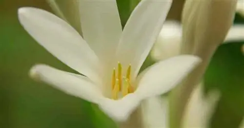 Цветок вблизи Polianthes Tuberosa (Agave amica)