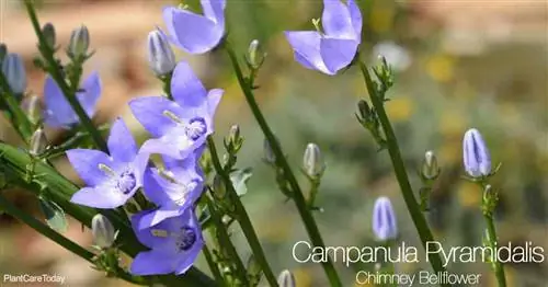 Цветущий колокольчик дымоходный (Campanula пирамидалис)