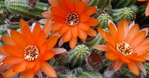 Цветущий арахисовый кактус, он же Echinopsis Chamaecereus