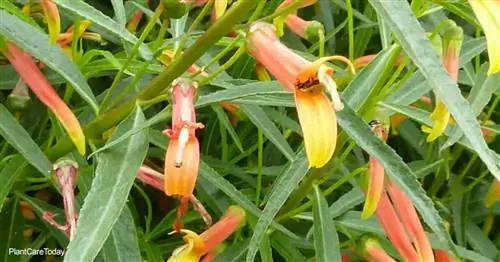 Уход за лобелией Laxiflora: советы по выращиванию мексиканского кардинала